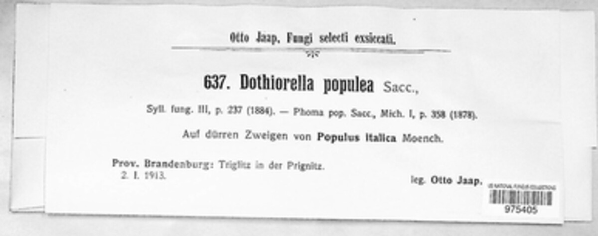 Discosporium populeum image